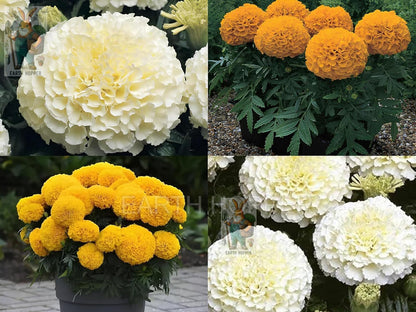 Low Maintenance Hybrid Flower Seeds Combo Pack- All Year Flower Seeds Supply (50 VARIETIES)