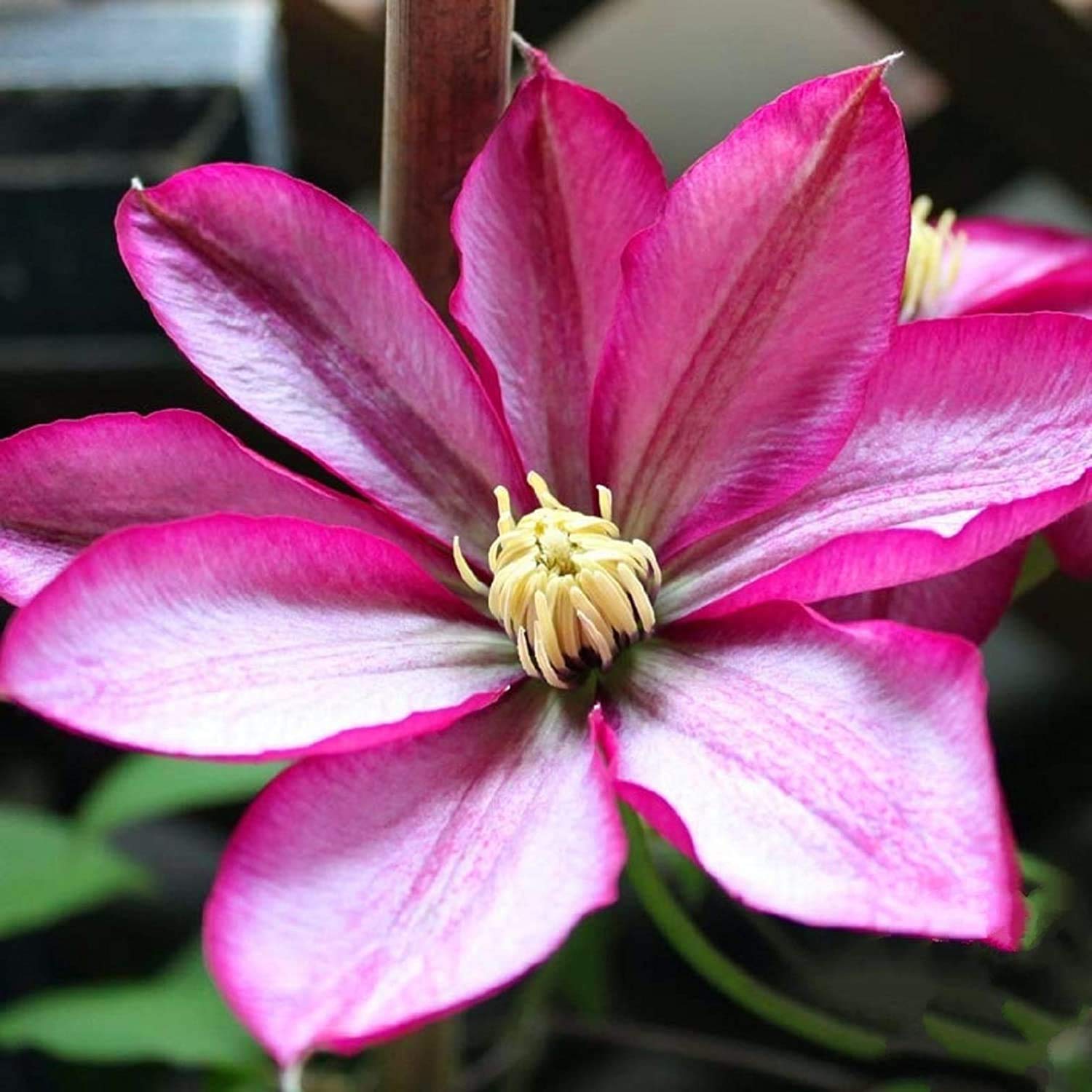 Hybrid Mix Colour Clematis Flower Seeds (Grow and Bloom in All Seasons)