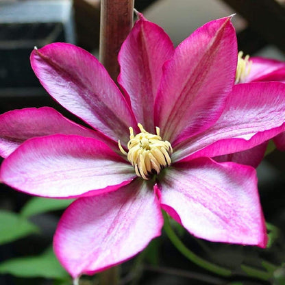 Hybrid Mix Colour Clematis Flower Seeds (Grow and Bloom in All Seasons)
