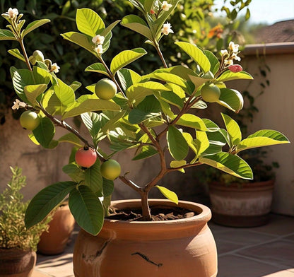 Compact Fruit Garden Seeds Pack - Dwarf Apple, Grapes, Guava, Orange (40 Seeds) - Easy Care