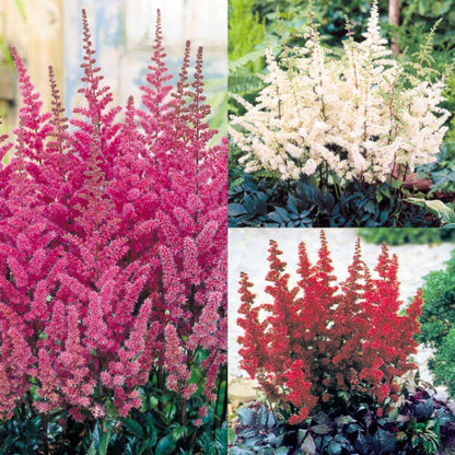 Earth Hopper 100+ SEEDS- Astilbe Flower Seeds For Planting Home Garden- Grow All India.Grow Year Round.