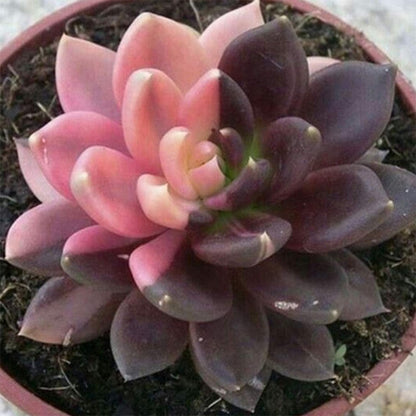 50 Seeds- Mixed Rare Succulents Plant Seeds Garden Balcony Perennial Dwarf Decor Plant Seeds