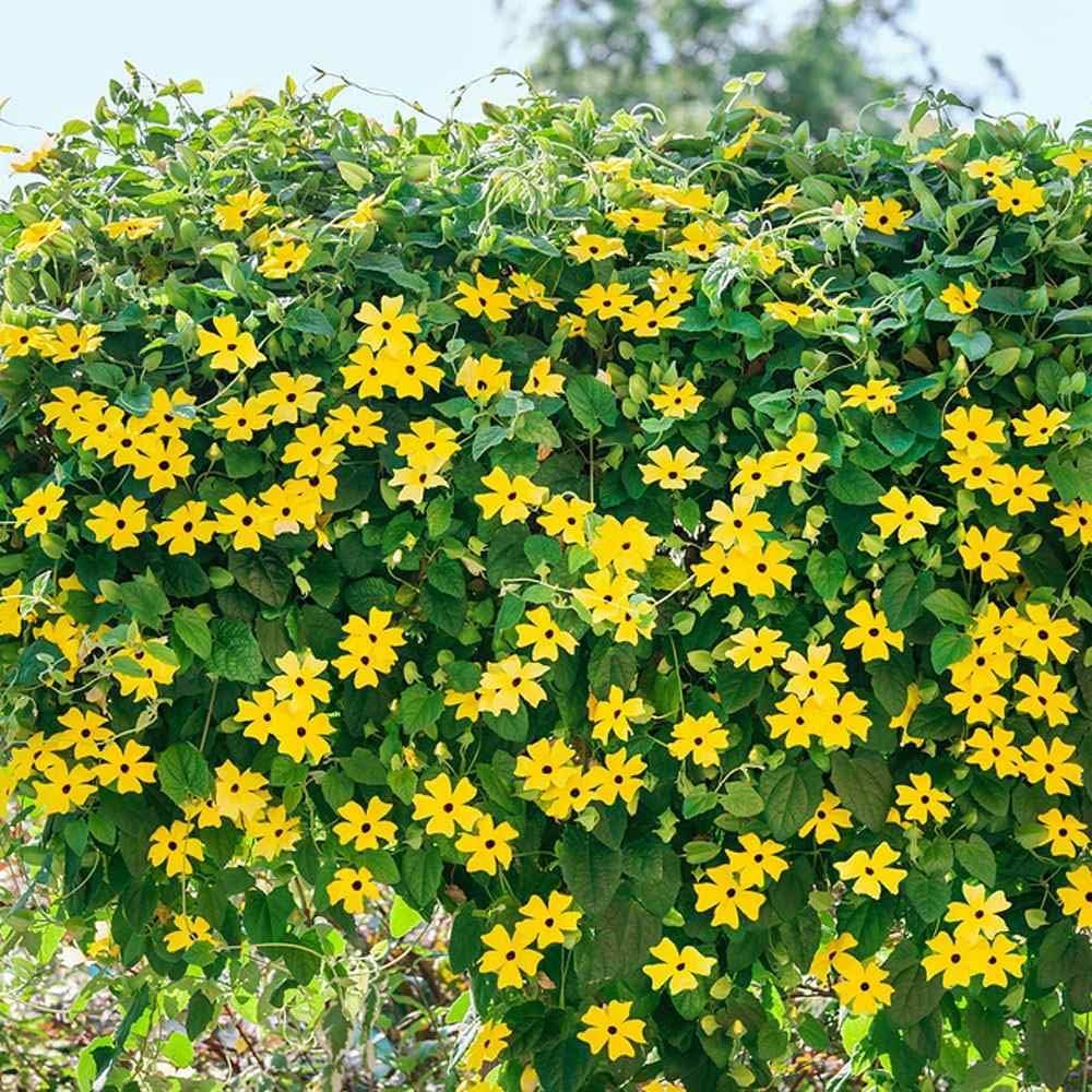50+ Seeds- Thunbergia Black-Eyed Susan Yellow Climbing Vine Flowering Plants Seeds For Home Garden