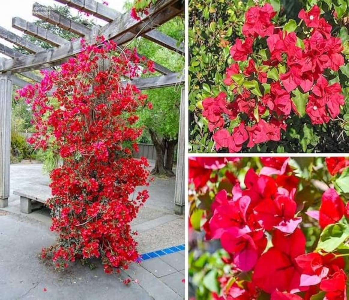 35+ SEEDS- Mix Bougainvillea Flower Vine Plant Seeds For Home Garden.Red & Purple Mix