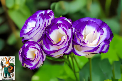 Earth Hopper 50+ SEEDS Lisianthus Flower Mix Colors Seed Pack, Easy Care & Fragrant & Air Purifying for Indoor & Outdoor Gardening