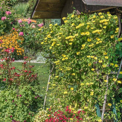 50+ Seeds- Thunbergia Black-Eyed Susan Yellow Climbing Vine Flowering Plants Seeds For Home Garden