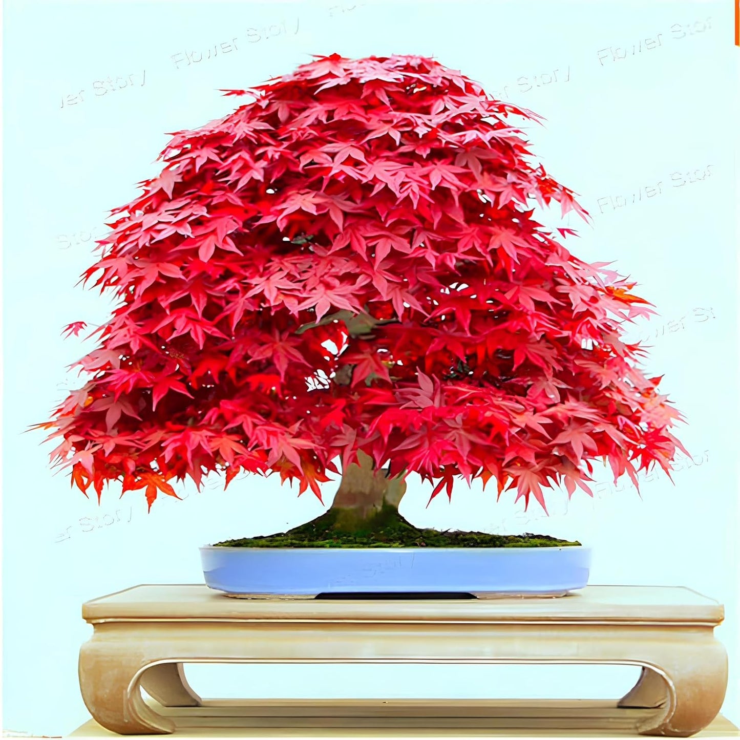 30+ Seeds- Red Japanese Maple Tree Seeds For Planting- Grow Year Round - All india