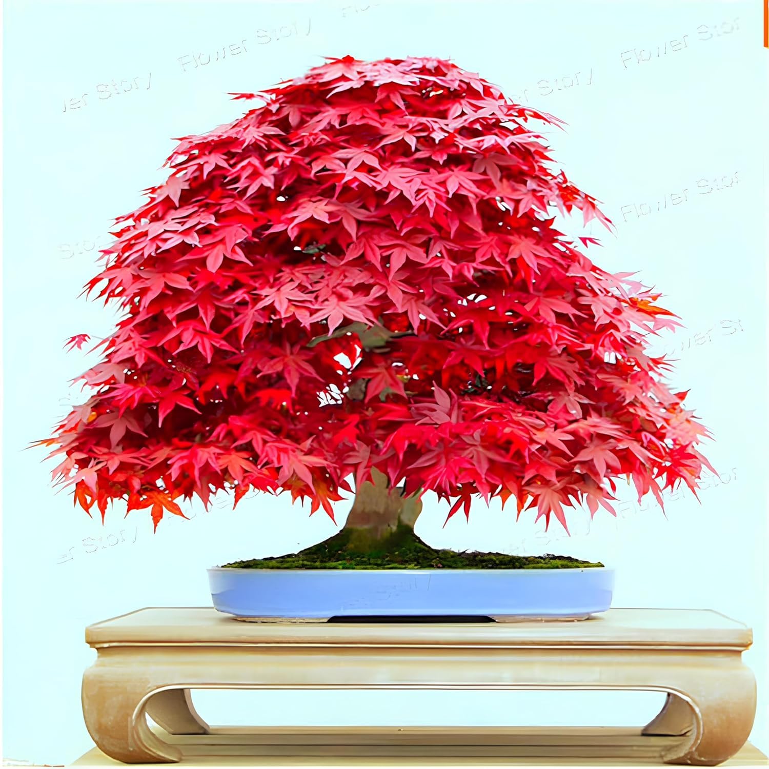 30+ Seeds- Red Japanese Maple Tree Seeds For Planting- Grow Year Round - All india