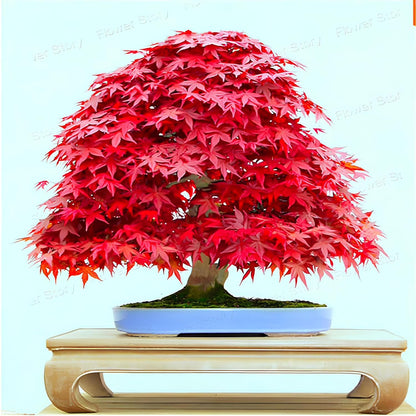 30+ Seeds- Red Japanese Maple Tree Seeds For Planting- Grow Year Round - All india