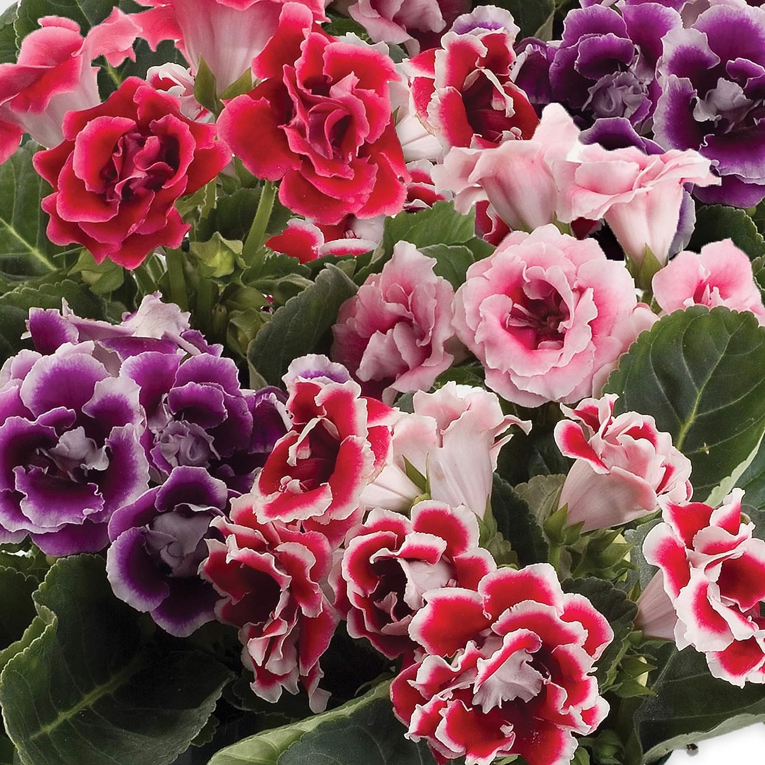 35 Seeds- Florist's Gloxinia Brocade Garden Flower Seed Mix for Bouquets, Vases, Arrangements