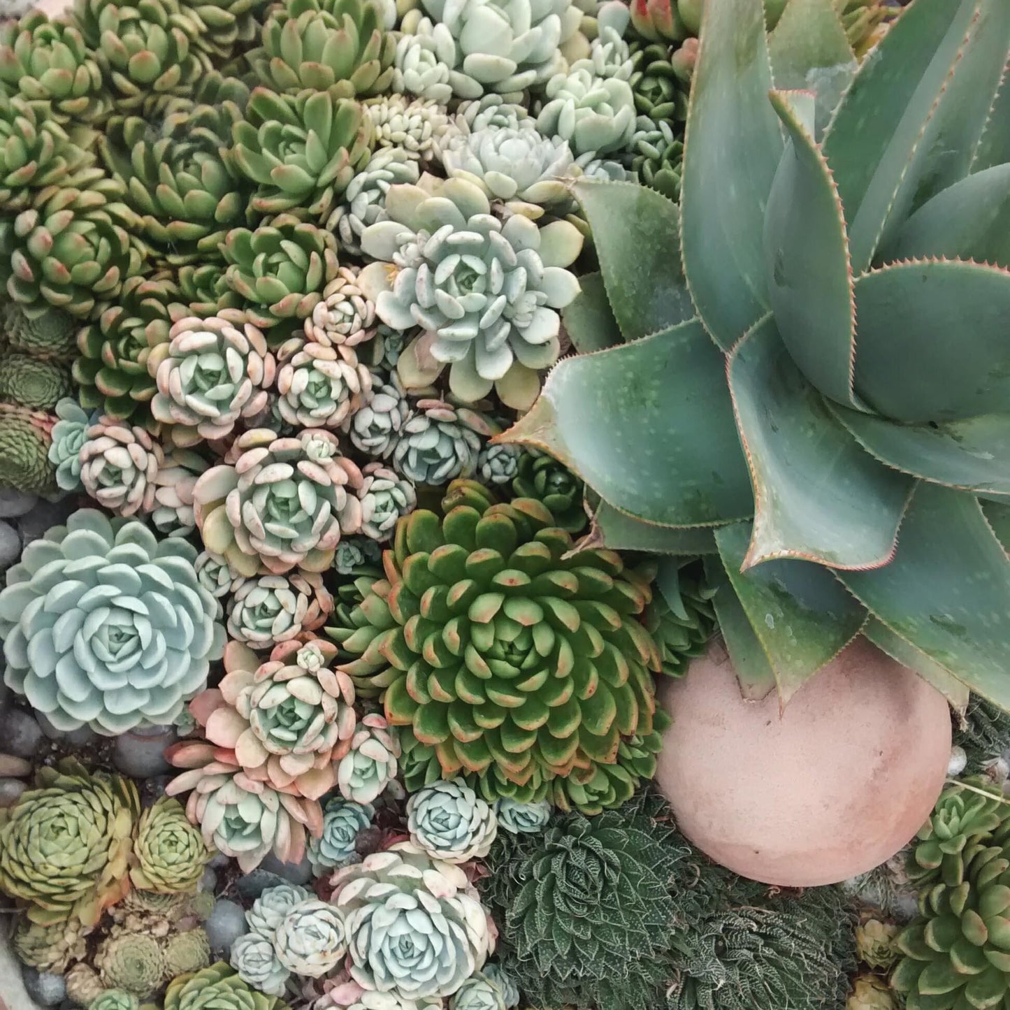 Earth Hopper Indoor Cactus Succulent Seeds Pack - 35 Seeds Eco Pack (Angel Wings Cactus)