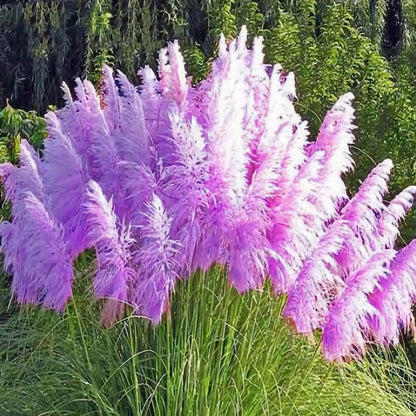 35+ Seeds- Pampas Grass Seeds,Home Garden Decoration Ornamental Grass Seeds（Purple）