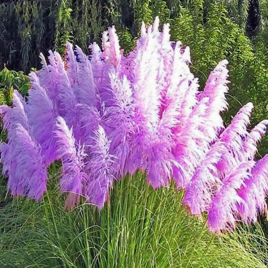 35+ Seeds- Pampas Grass Seeds,Home Garden Decoration Ornamental Grass Seeds（Purple）