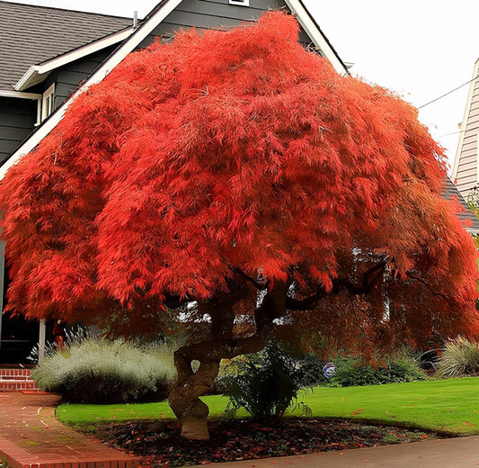 30+ Seeds- Red Japanese Maple Tree Seeds For Planting- Grow Year Round - All india