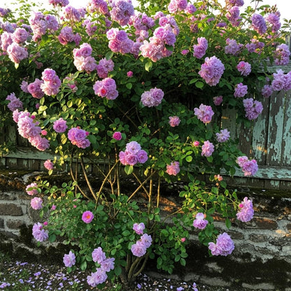 Earth Hopper Climbing Rose Hybrid Seeds Pack - Large Flowers- 70 Easy-to-Grow Seeds for Vibrant Blooms, Suitable for All Indian Climates (ALL IN ONE MIX)