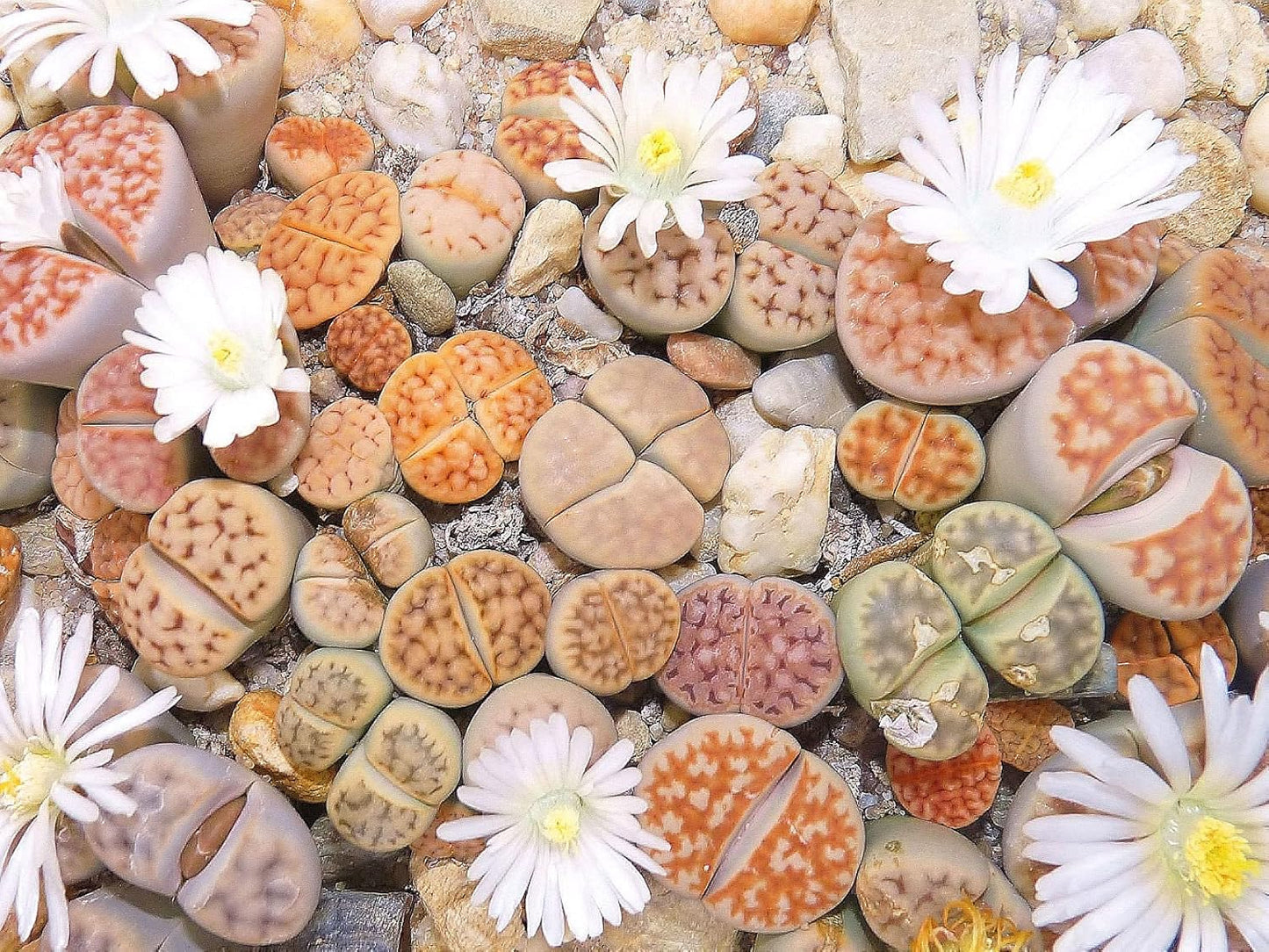 RARE Lithops MIX succulent cactus EXOTIC living stones desert rock seeds - Grow in all seasons, Indoor/Outdoor (100 Seeds)