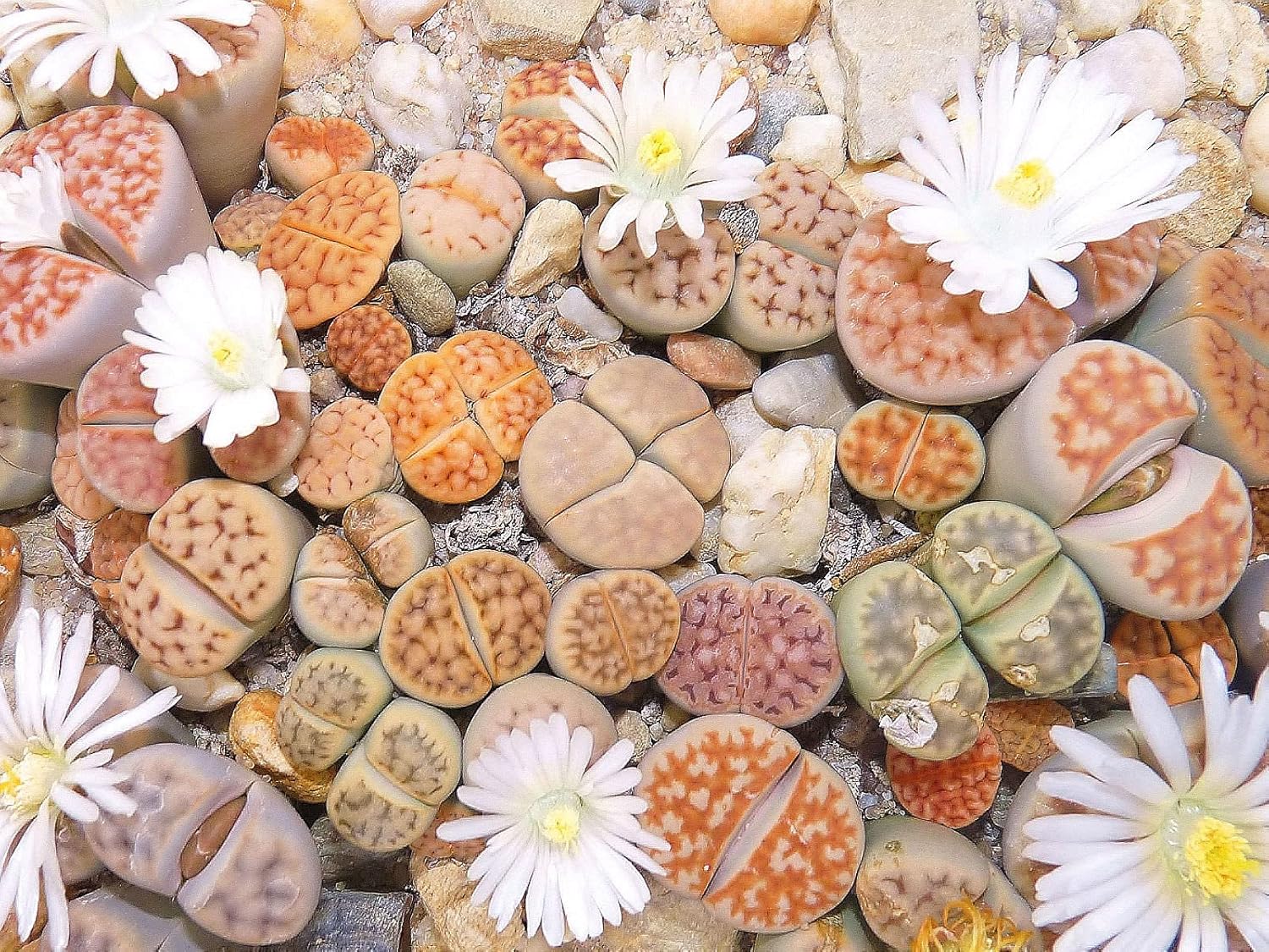 RARE Lithops MIX succulent cactus EXOTIC living stones desert rock seeds - Grow in all seasons, Indoor/Outdoor (100 Seeds)