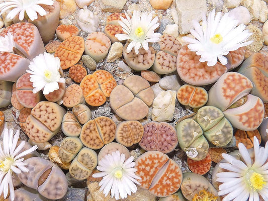 RARE Lithops MIX succulent cactus EXOTIC living stones desert rock seeds - Grow in all seasons, Indoor/Outdoor (100 Seeds)