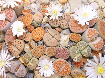 RARE Lithops MIX succulent cactus EXOTIC living stones desert rock seeds - Grow in all seasons, Indoor/Outdoor (100 Seeds)