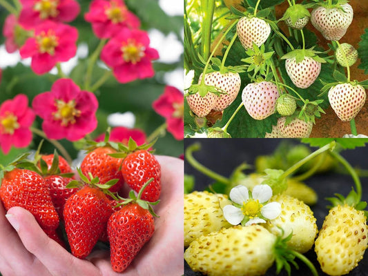 Red, Yellow, White Strawberry Four Seasons Strawberry Fruit Seeds for Planting - 15X3=45+ Seeds- Individually Packed