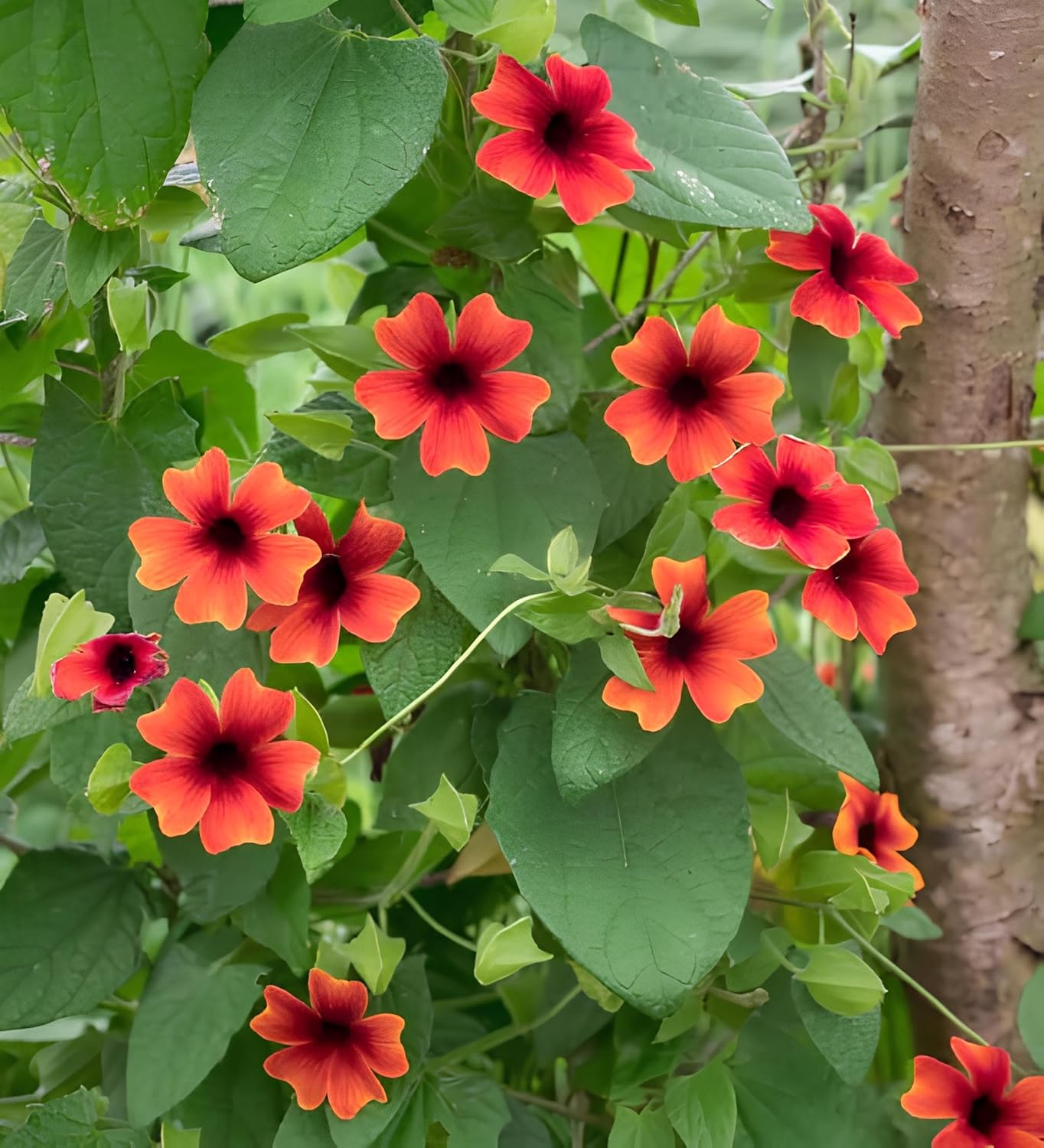 Earth Hopper Black Eyed Susan Thunbergia Mix Hybrid Flower Seeds - 50 Pcs, Easy to Grow & Care, Grow All India