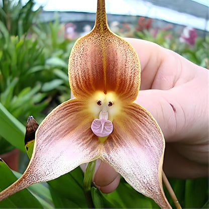 Dracula Simia Monkey Face Orchid Flower Seeds for Planting (35 Pcs)