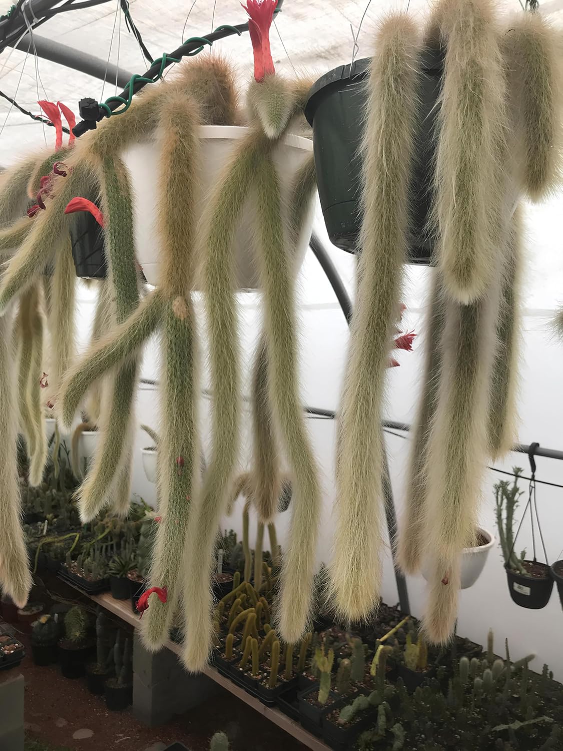 Earth Hopper 35+ SEEDS All Seasons Monkey Tail Cactus Seeds For Planting Home Garden -Indoor or Outdoor