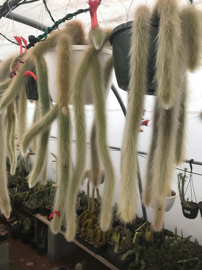 Earth Hopper 35+ SEEDS All Seasons Monkey Tail Cactus Seeds For Planting Home Garden -Indoor or Outdoor