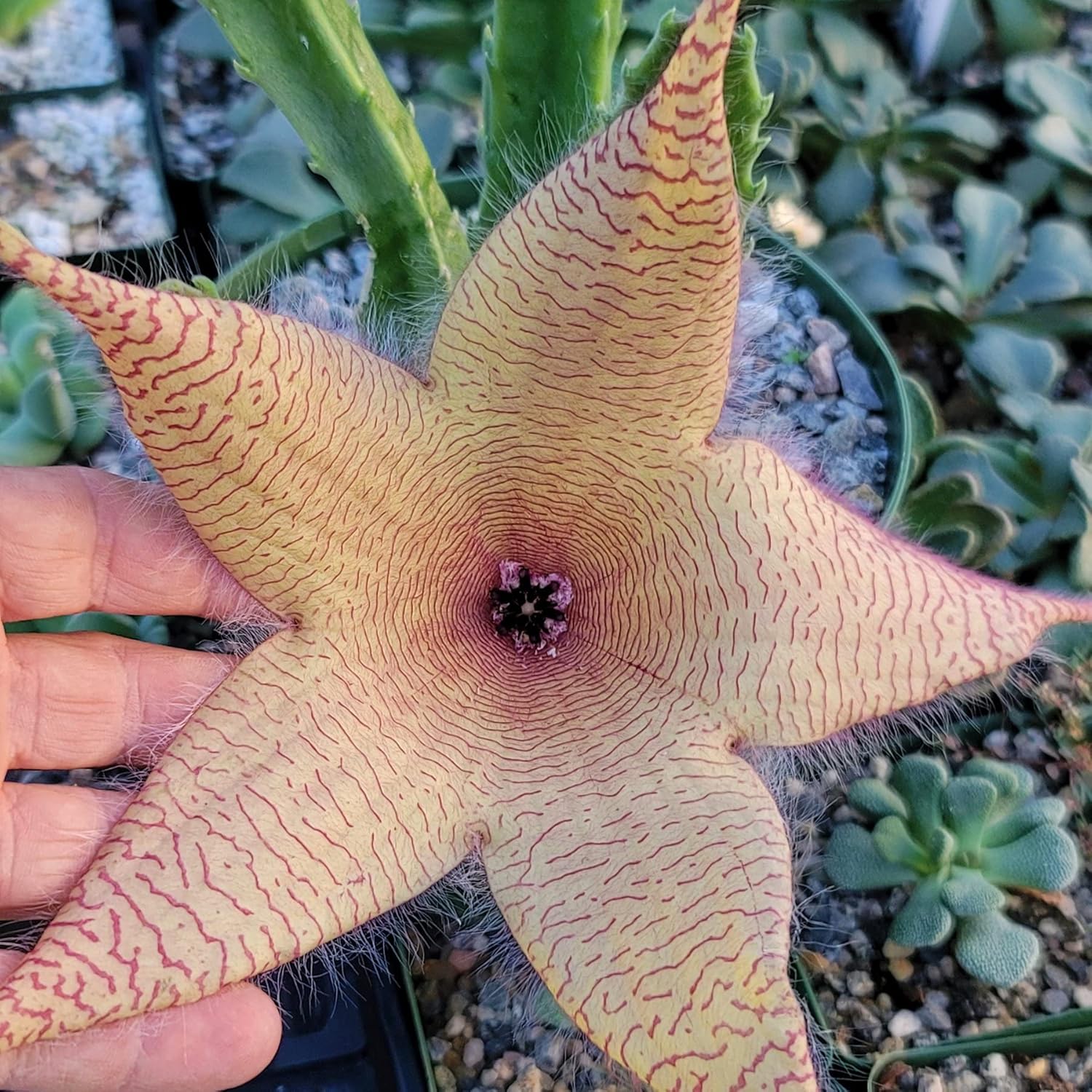 Exotic Star Cactus Succulent Seeds Pack - Grow Indoor & Outdoor - 50 Seeds
