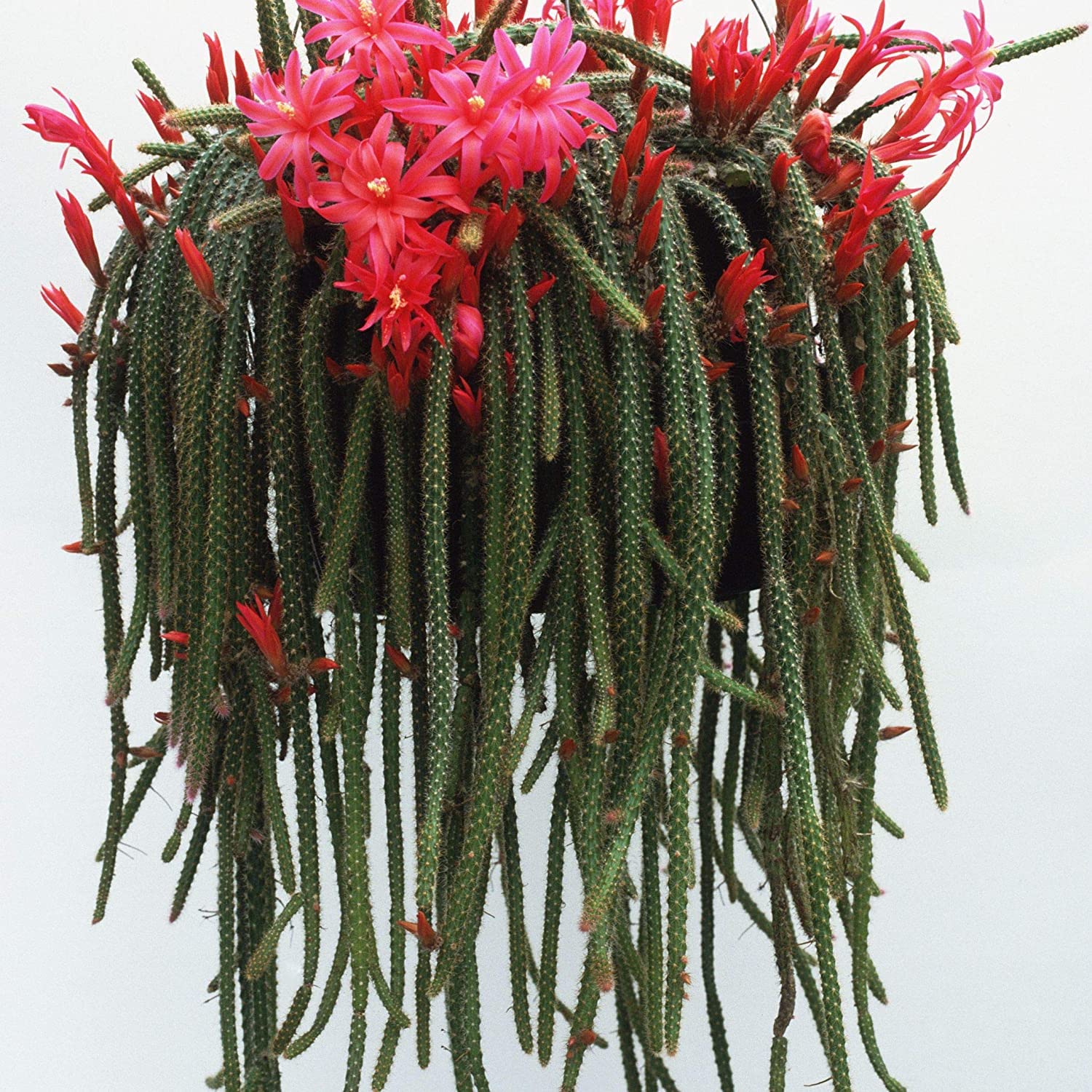 Earth Hopper Indoor Cactus Succulent Seeds Pack - 35 Seeds Eco Pack (Old Lady Cactus)