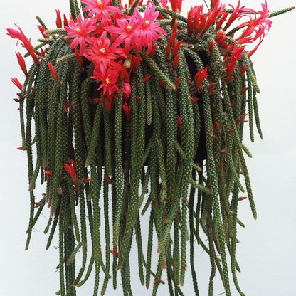Earth Hopper Indoor Cactus Succulent Seeds Pack - 35 Seeds Eco Pack (Angel Wings Cactus)
