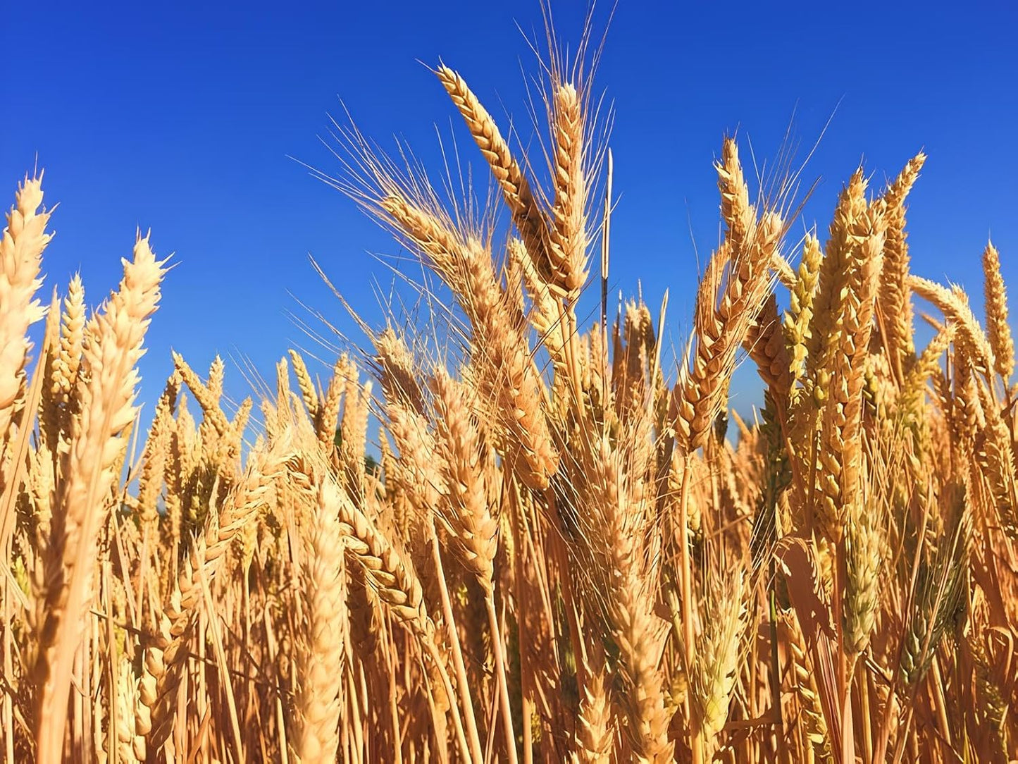 1 KG- Israel DG 09 Wheat Grass Seeds For Farming- DG 09 Gehu Seeds- Very High Crop Yield Variety