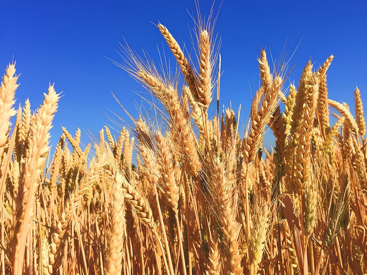 1 KG- Israel DG 09 Wheat Grass Seeds For Farming- DG 09 Gehu Seeds- Very High Crop Yield Variety