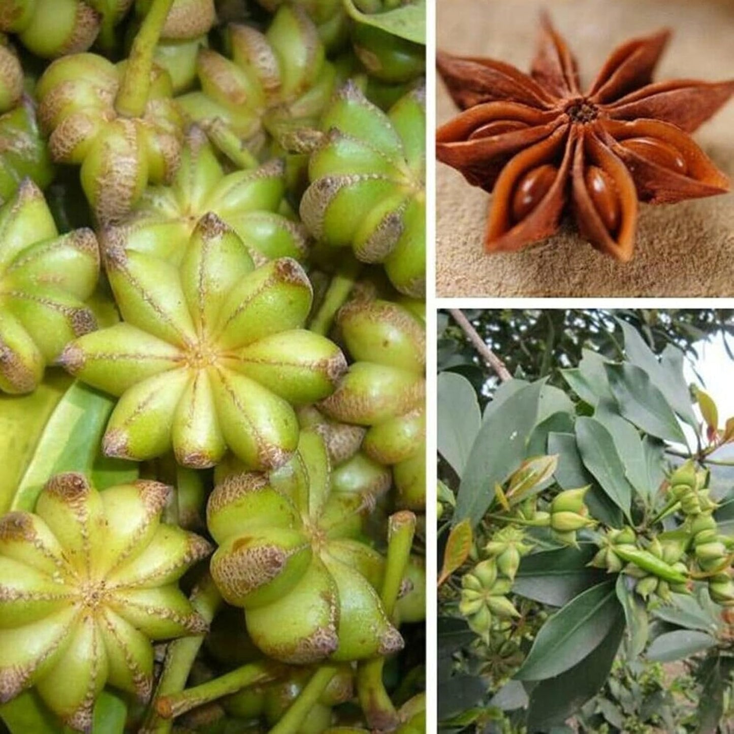 60+ Seeds- Illicium Verum, Chinese Star Anise Seeds, Staranise Bajiao- Grow Year Round.