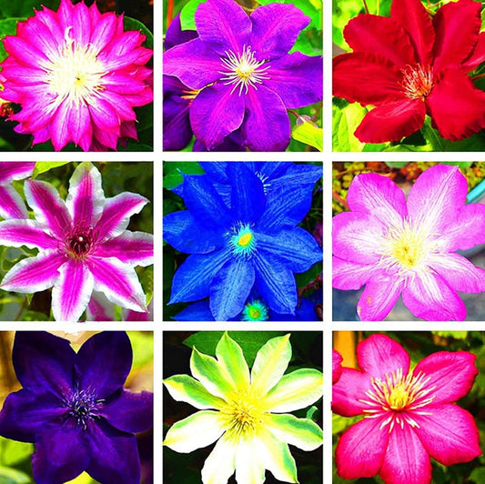 Hybrid Mix Colour Clematis Flower Seeds (Grow and Bloom in All Seasons)