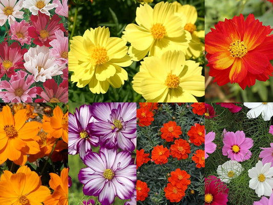 Earth Hopper F1 Hybrid Imported Cosmos Flower Mixed Seeds - 50 Seeds Home Garden Pack