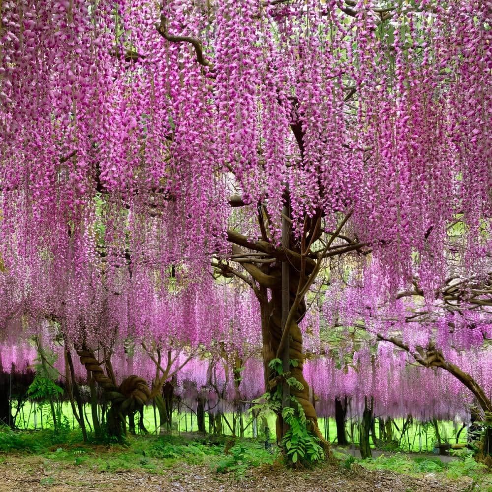 50+ SEEDS- All Year Growing Pink Wisteria Tree Seeds For Planting Home Garden- Grow All India.