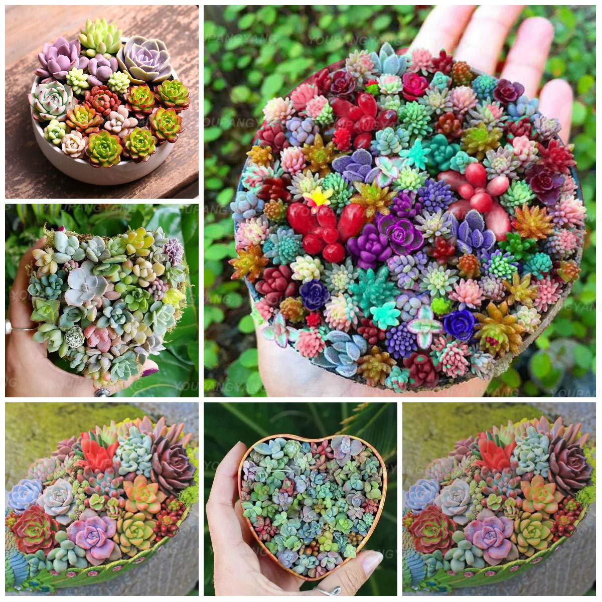 75 Pcsmini Cactus Seeds Mix Succulent Ornamental Seeds Succulents For Home Garden Indoor Lithops Seeds : Plum