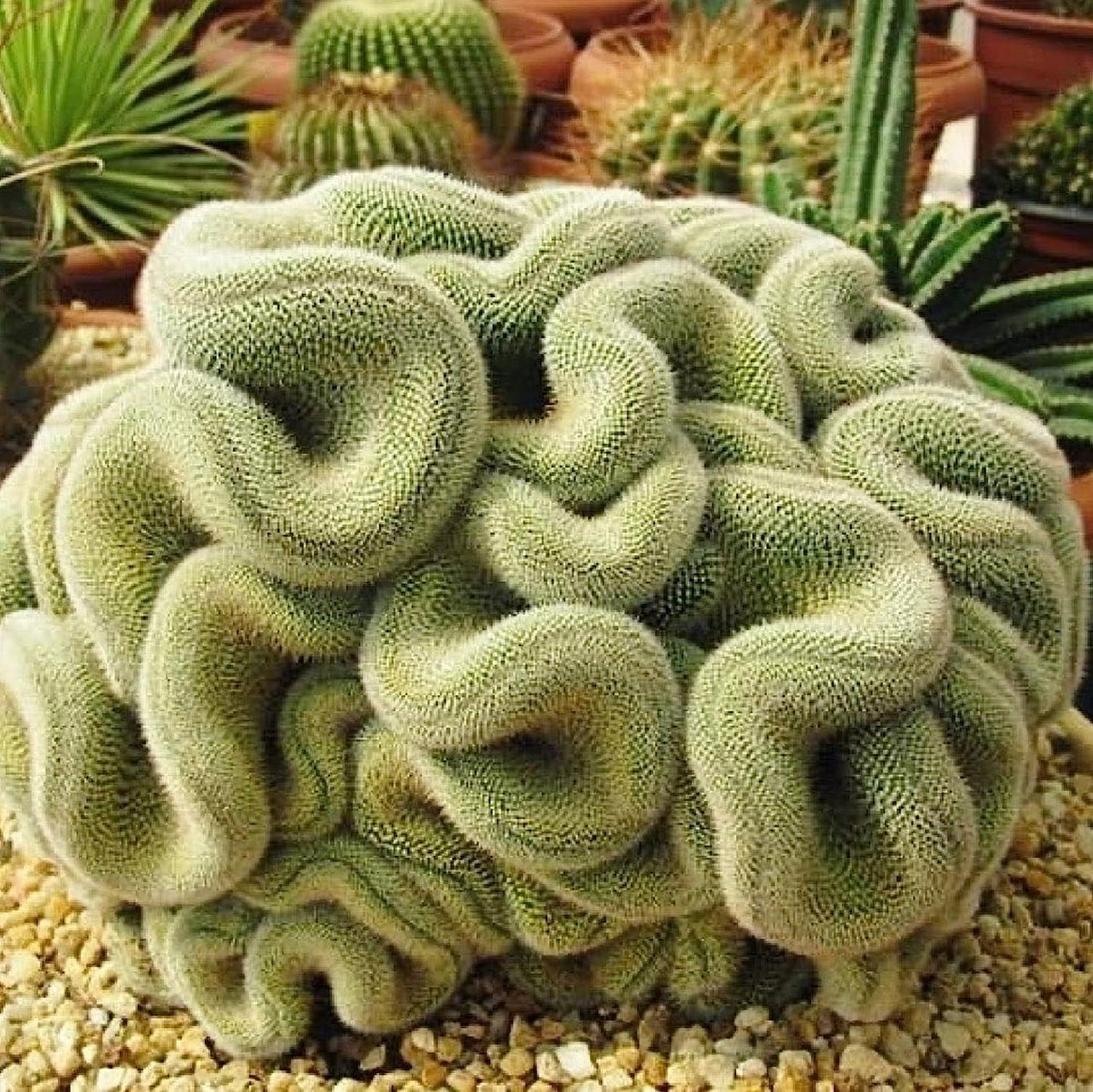 35 Seeds- Green Brain Cactus Seed,Stenocactus Multicostatus Seeds Rare Succulents Plant Bloom Plant Seeds