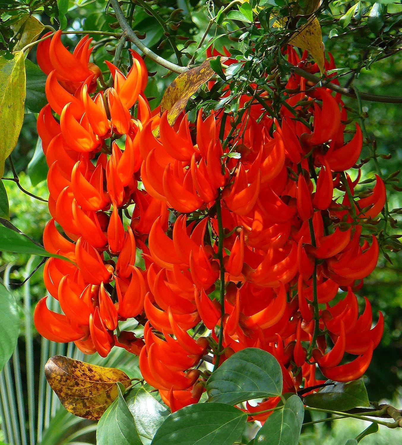 Jade Vine Flower Seeds - Pack of 60+ | All-India All-Season Planting | Easy Growth & Low Maintenance | Drought Resistant (RED)