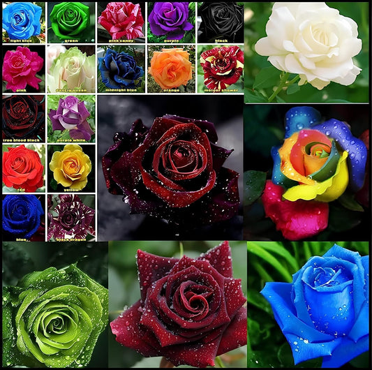 Multicolor Rose Gulab Flower Seeds, 100+ Seeds (Red, Blue, Purple, Black, Green, Rainbow 15+ Seeds Each)