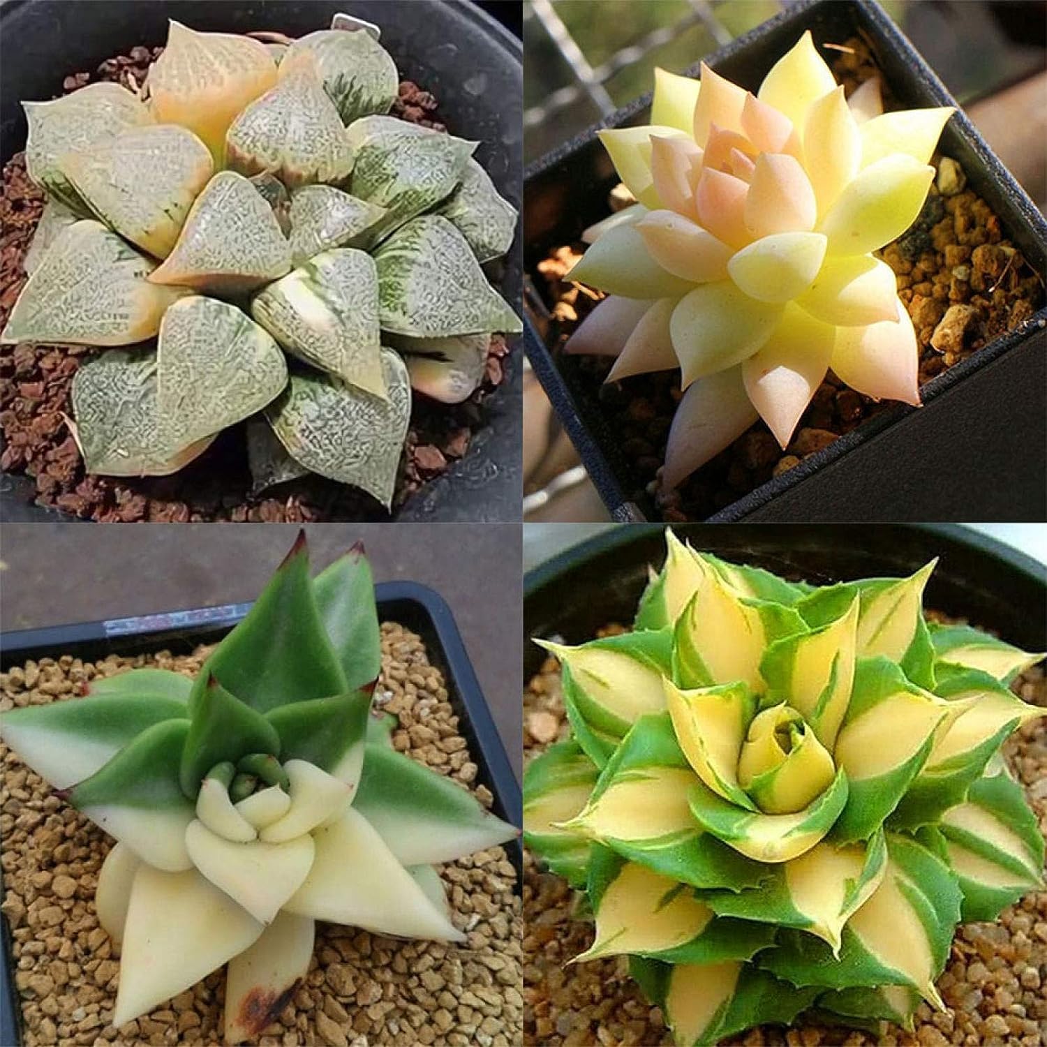 50 Seeds- Mixed Rare Succulents Plant Seeds Garden Balcony Perennial Dwarf Decor Plant Seeds