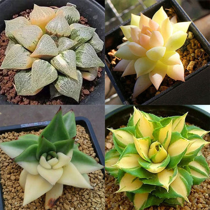 50 Seeds- Mixed Rare Succulents Plant Seeds Garden Balcony Perennial Dwarf Decor Plant Seeds