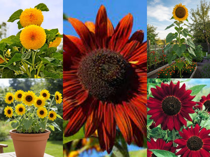 Low Maintenance Hybrid Flower Seeds Combo Pack- All Year Flower Seeds Supply (50 VARIETIES)