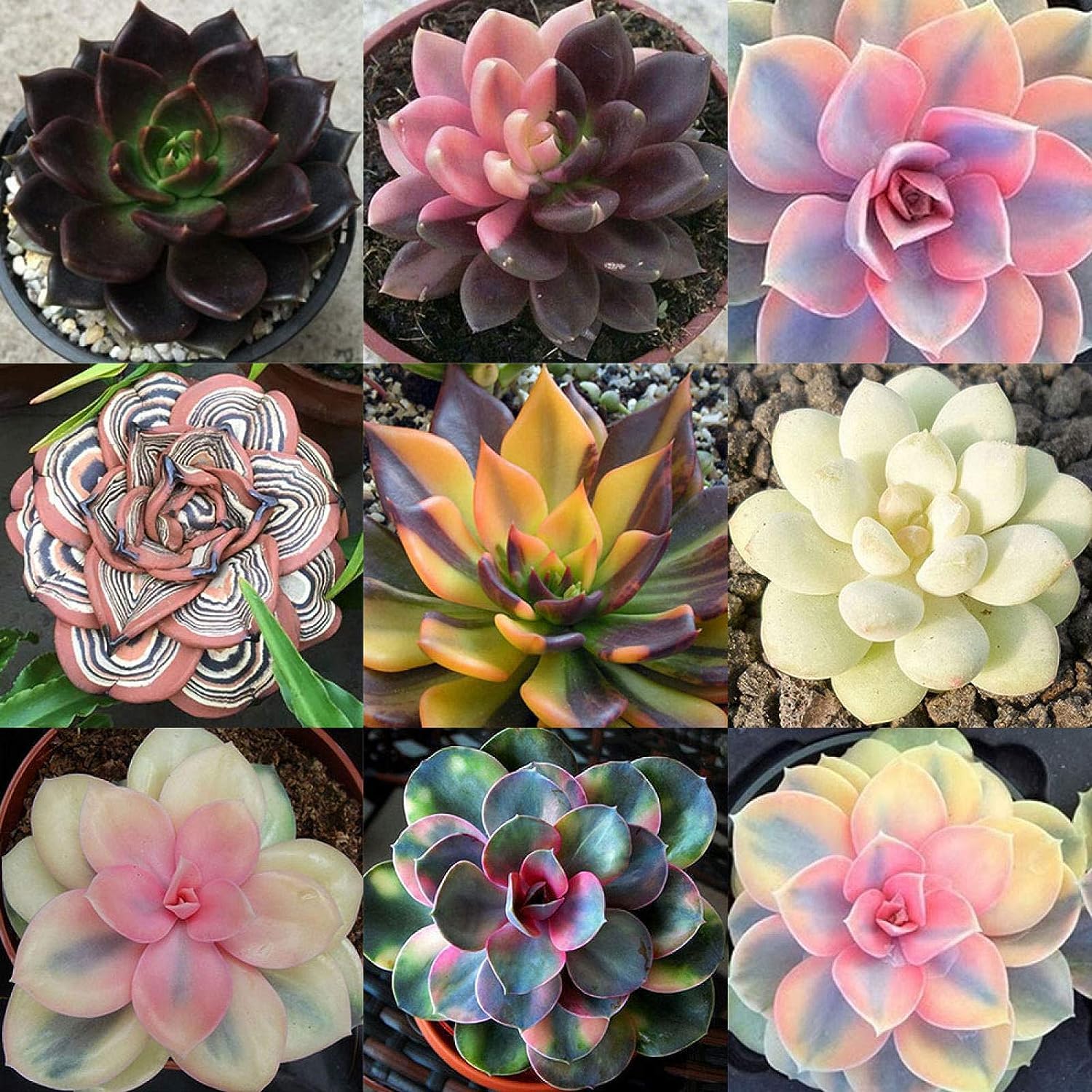 50 Seeds- Mixed Rare Succulents Plant Seeds Garden Balcony Perennial Dwarf Decor Plant Seeds