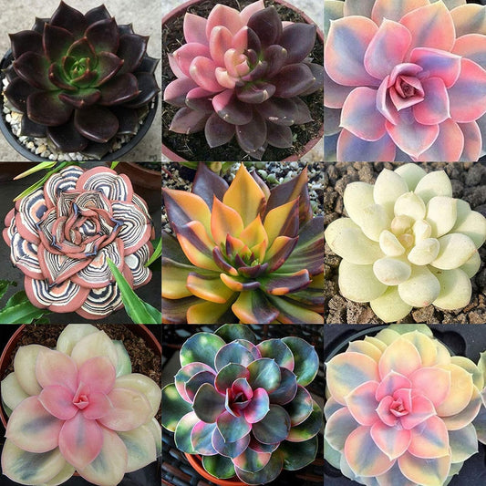 50 Seeds- Mixed Rare Succulents Plant Seeds Garden Balcony Perennial Dwarf Decor Plant Seeds