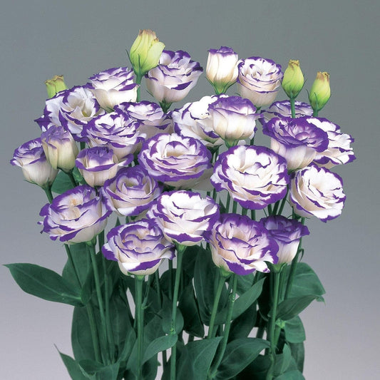110+ Seeds- Mix Colour Lisianthus Flower Seeds For Planting- Low Maintenance Plant Seeds