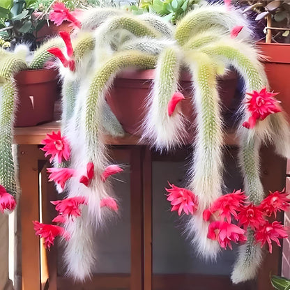 Earth Hopper 35+ SEEDS All Seasons Monkey Tail Cactus Seeds For Planting Home Garden -Indoor or Outdoor