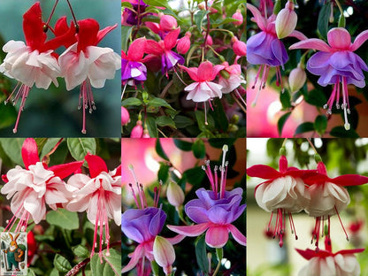 Earth Hopper 50 SEEDS- Fuchsia Lantern Flower Seeds - Year-Round Flowering, Low Maintenance Plant Seeds.