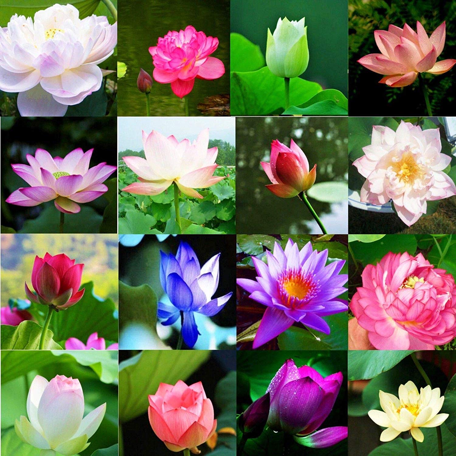 15 VARIETY of LOTUS FLOWER 35 SEEDS PACK